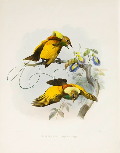 016-Ave del Paraiso alas de oro-A Monograph of the Paradiseidae-1873 D.G. Elliot