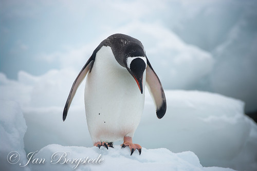 Gentoo Penguin at Antarctica by jan-borgstede