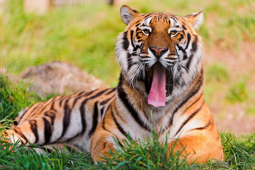  無料写真素材, 動物 , 虎・トラ, 欠伸・あくび  
