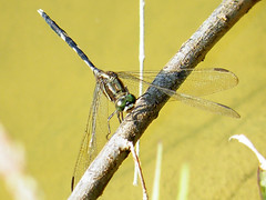 4.	杜松蜻蜓，腹部纖細為其特色，以靜水域為主要棲息環境。