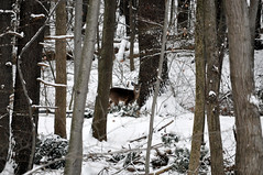 2012-01-21 - First Deer of the Year