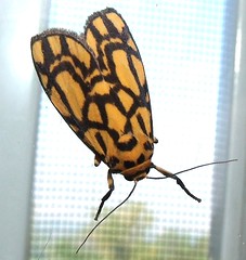 Arctiid moth (Barsine euprepioides)