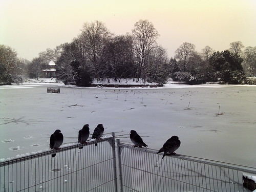 Pigeons in Victoria Park, East London, Feb 2012