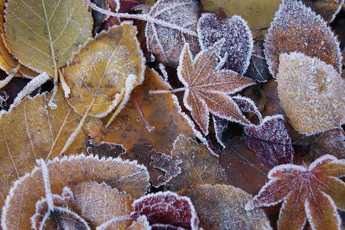 Frosty Leaf 7