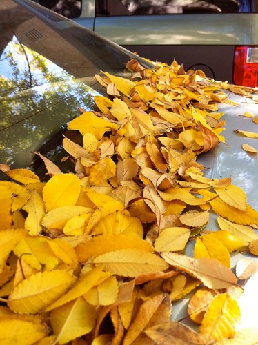 Fallen Leaves