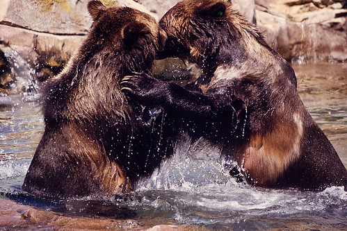  無料写真素材, 動物 , 熊・クマ, 戦う・格闘  