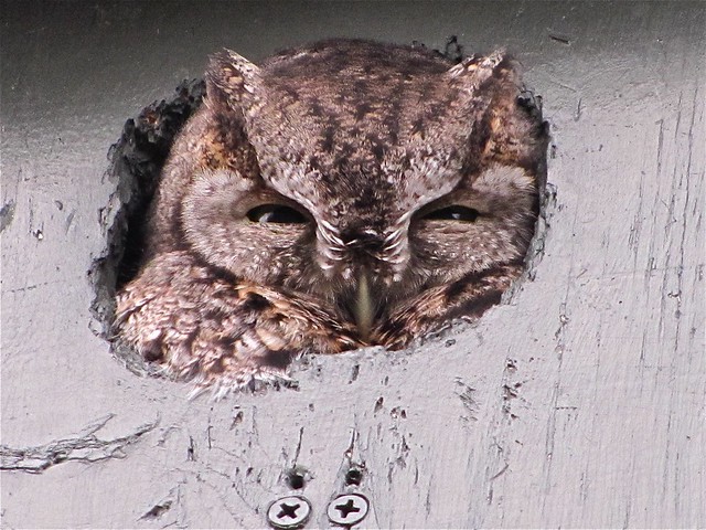Eastern Screech-owl in Normal, IL 05