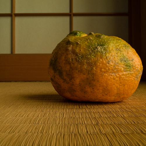 Ancient Variety Mikan (みかん Satsuma Orange) Fruit