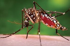 Aedes aegypti - Jom gayang Aedes