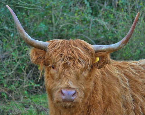 Highland Cattle Pegwell Bay  by Kinzler Pegwell