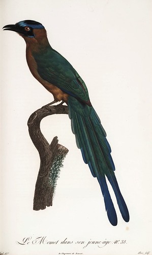 011-El Momot joven-Histoire naturelle des Oiseaux de paradis et des Rolliers.. 1806-François Levaillant