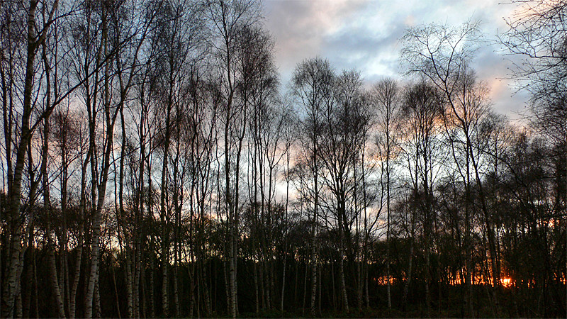 Birch Trees at Sunset