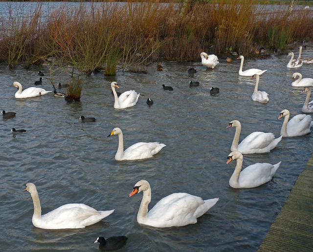 25443 - Mute Swans and Whooper Swan, Cosmeston
