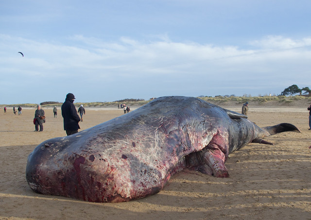 sperm whale Hunstanton beach 3
