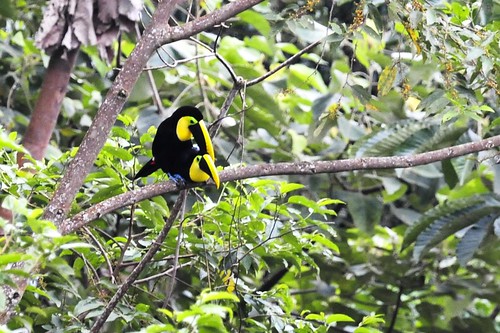 mating chestnut-mandibled toucans