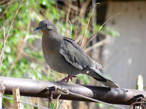 White-wing Dove - MesillaPark, NM