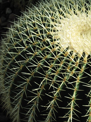 Rawlings Conservatory - Golden Barrel Cactus by karma (Karen)