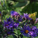Wildflowers and Butterfly
