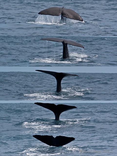 Whale of a Tail