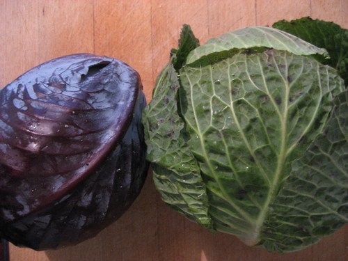 Cabbages for coleslaw