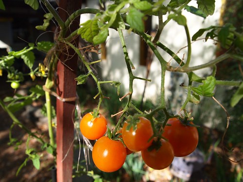 Tomatoes in February?!
