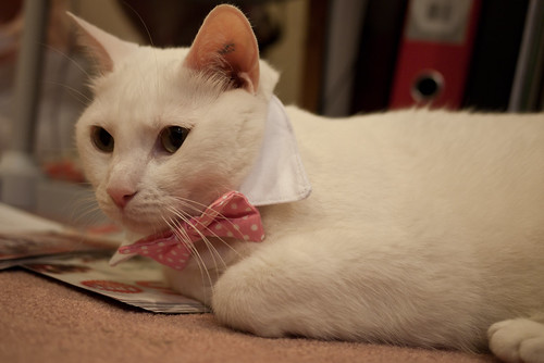 Bow tie kitty