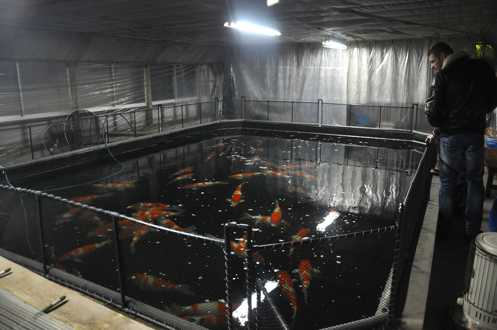 Yamatoya's main indoor pond