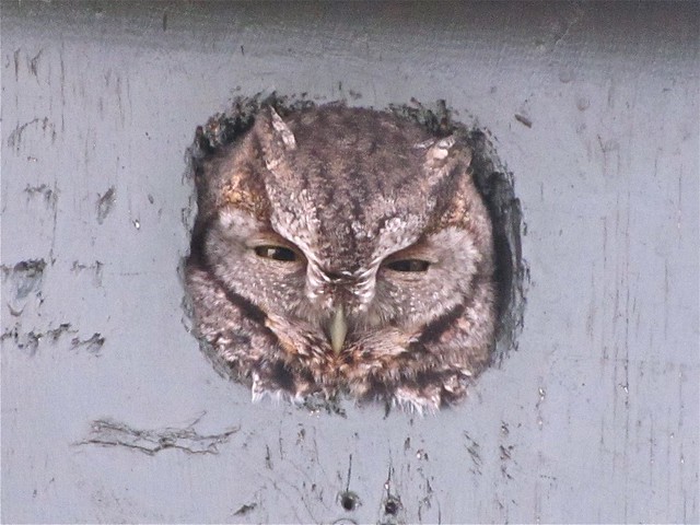 Eastern Screech-owl in Bloomington, IL 02
