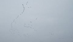 Hundreds of Geese Flying Overhead