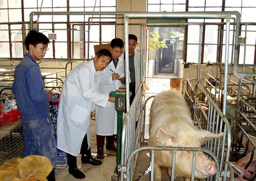 Scientists conduct a soy hull trial in China.