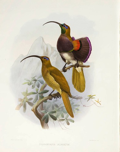 013-Ave del Paraiso de Albertis-A Monograph of the Paradiseidae-1873 D.G. Elliot