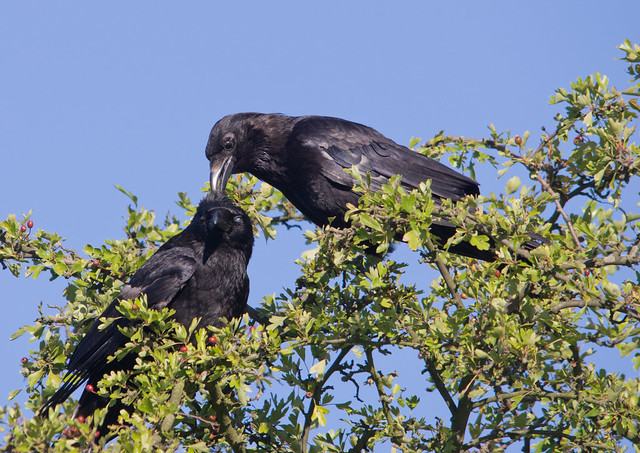 carrion crows 3