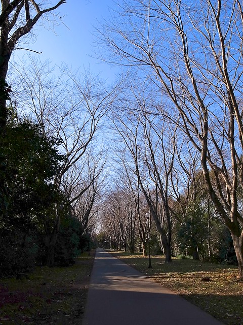 Trees in winter campus