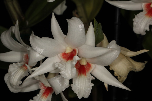 Dendrobium draconis 2011-12-12 02