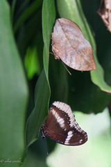 THAILAND: Butterfly farm