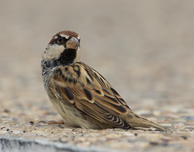 Spanish sparrow 10