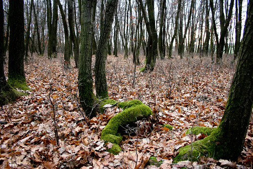 Gallbrunner Wald