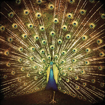 whichsideareyouon album cover with a photo of a peacock