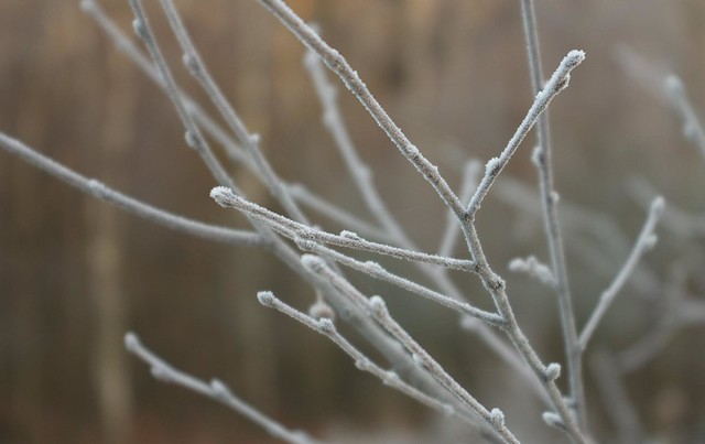 frosted twigs DSC_2577