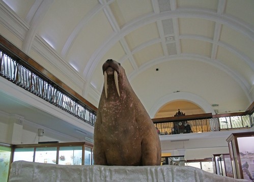 Stuffed walrus