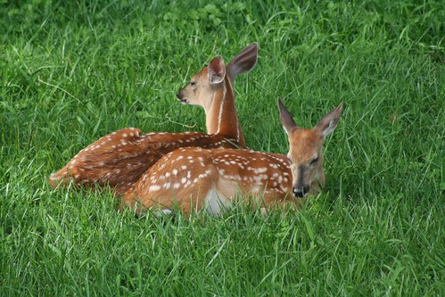 Fawns by jiminius