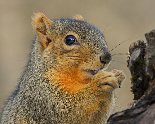 Fox Squirrel ~Explored~ by My_Minds_Eye