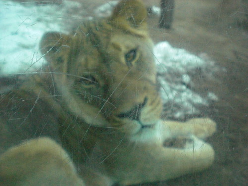Project 365: 16/365 - Lioness
