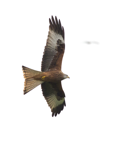 Red kite  ISO 6400_