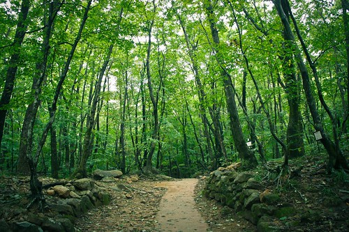 Forest of Zen