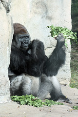 Pittsburgh Zoo 2011