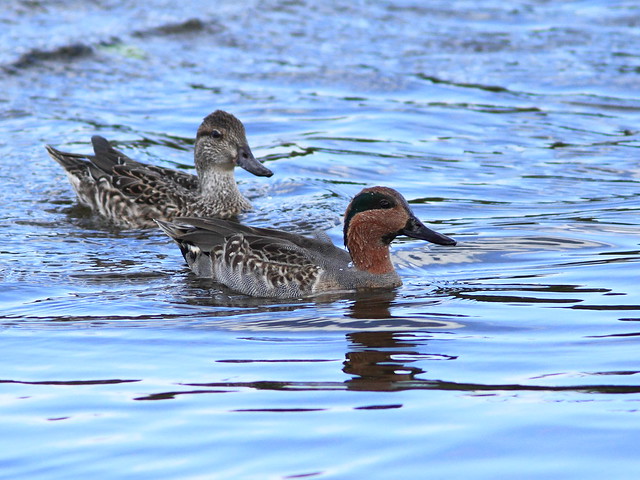 Green-winged Teal 20111204