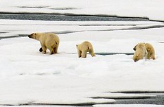 北極熊和牠們的幼熊正穿過一塊溶冰(NOAA Karen Frey 拍攝) 