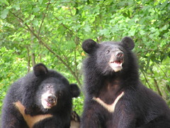 台灣黑熊保育協會提供