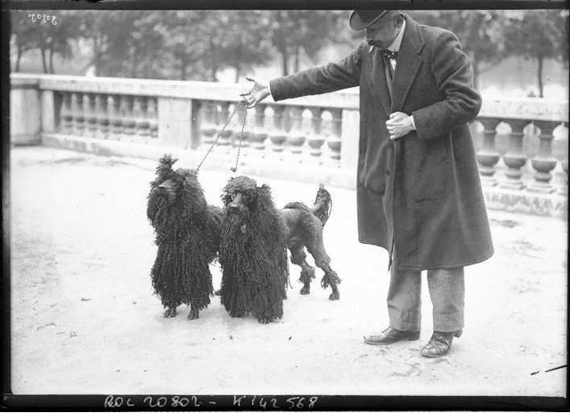 Portrait-Photo-Man-with-two-Long-hair-French-poodles-French-Photo